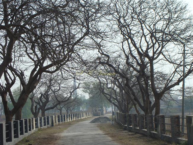  Trees in autumn